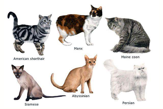 Британские и шотландские кошки: какие различия?