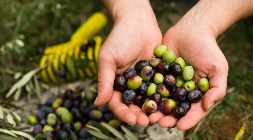 Черные и зеленые оливки: в чем разница?