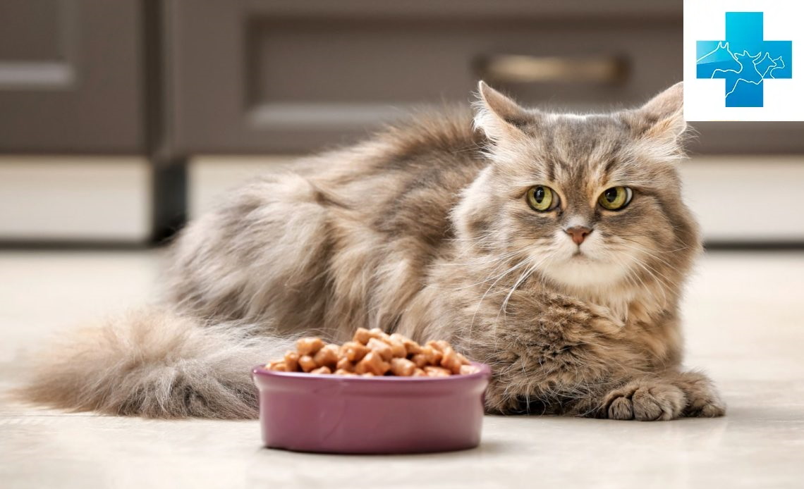 Что делать, если кот отказывается есть сухой корм?