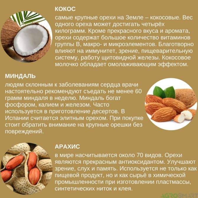 Дневная норма грецких орехов