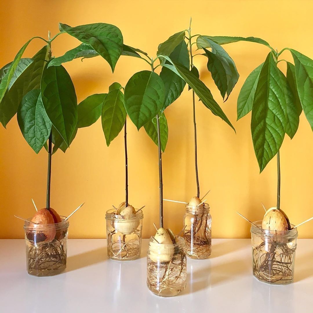 Домашнее выращивание авокадо из косточки