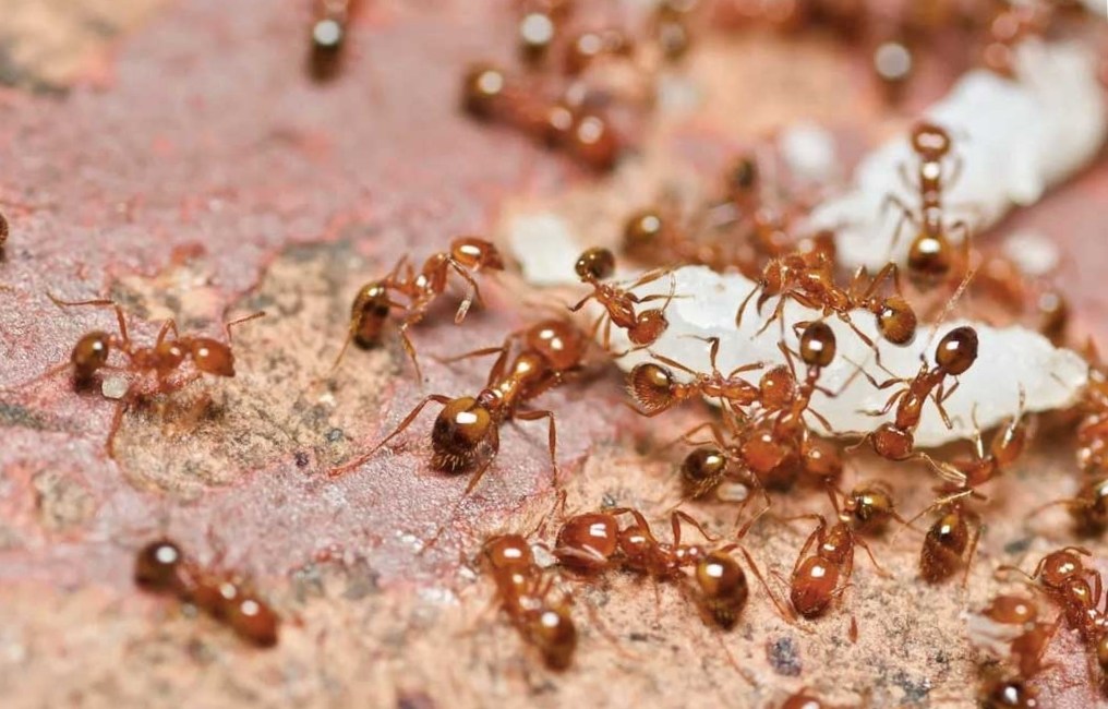 Как быстро избавиться от муравьев в доме