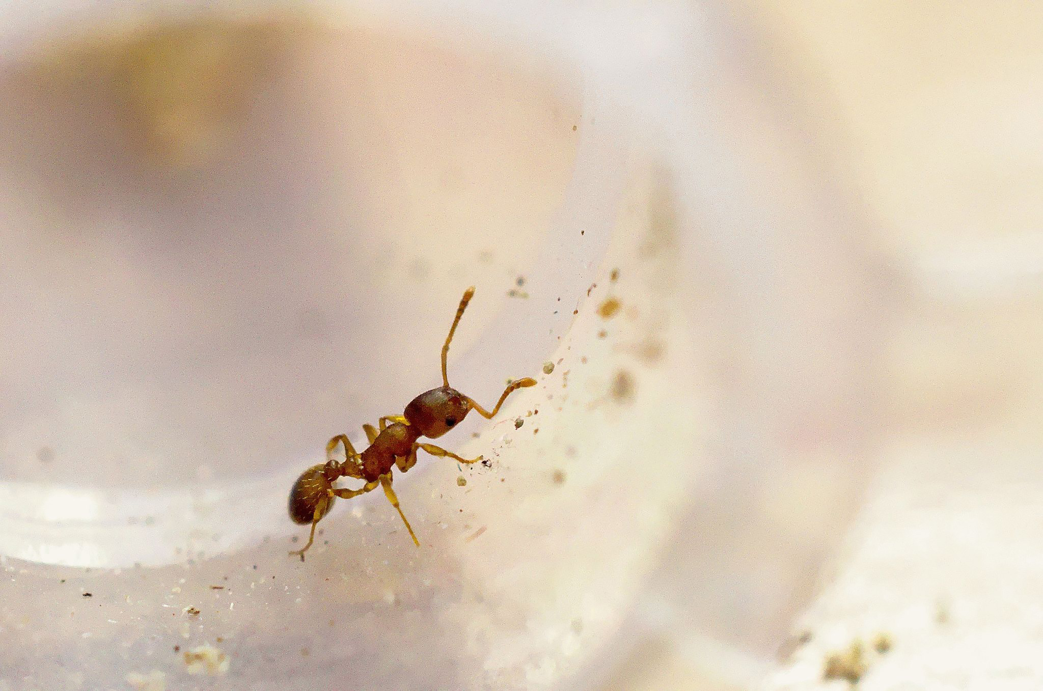 Как избавиться от рыжих муравьев в квартире?