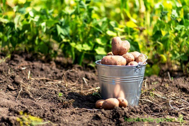 Как правильно высаживать картофель
