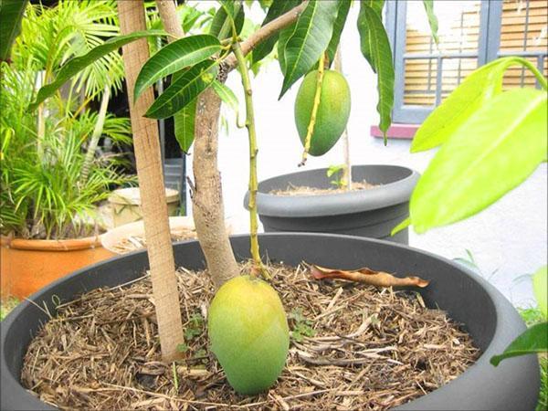 Хранение спелого манго в домашних условиях