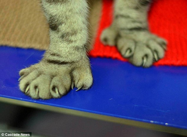 Количество пальцев на лапах кошки: наблюдения и объяснения