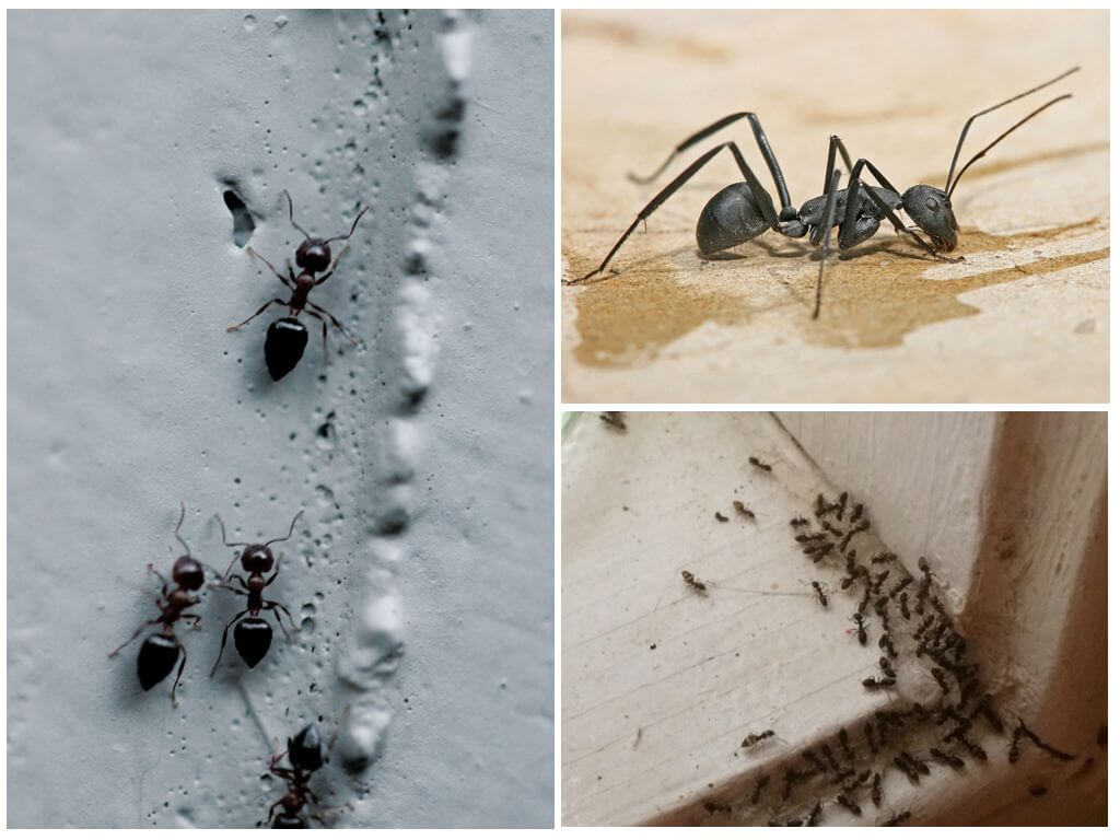 Методы быстрого избавления от муравьев