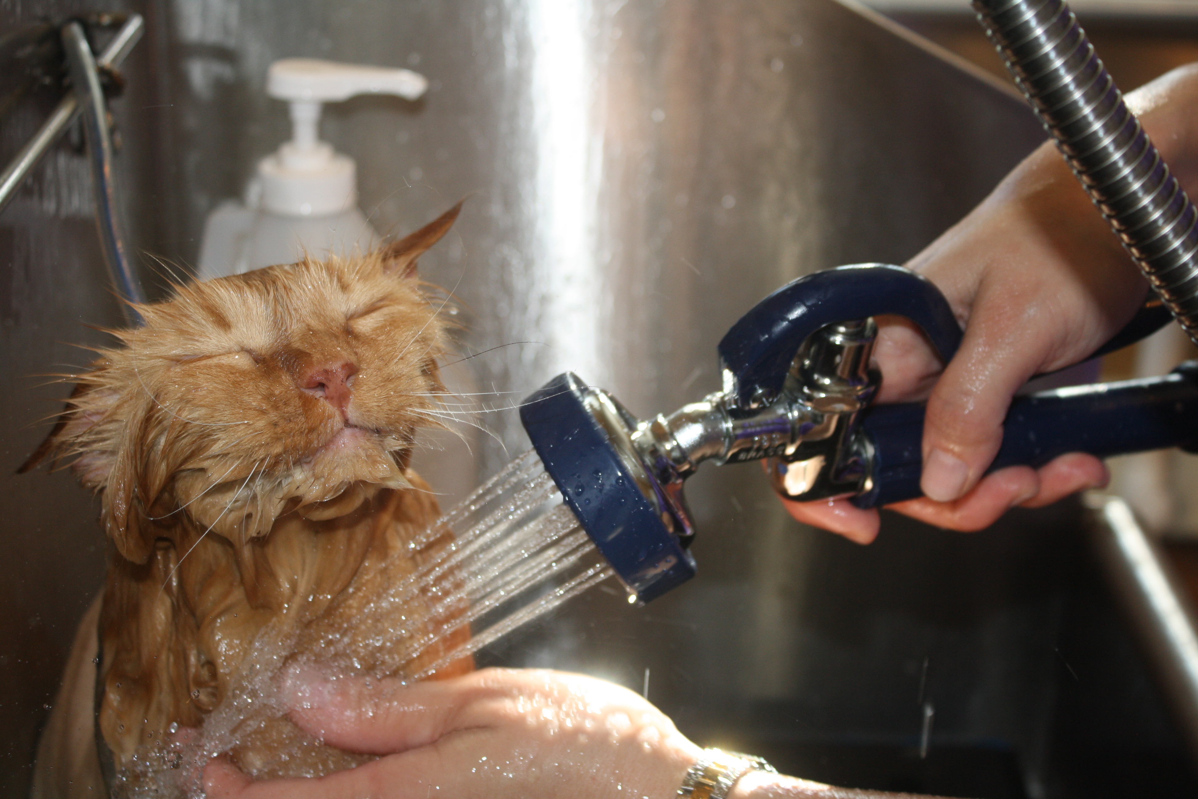 Мыть кошек дома: легко и безопасно