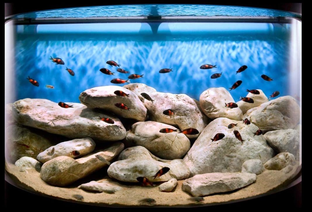 Негативное влияние зелени на аквариум
