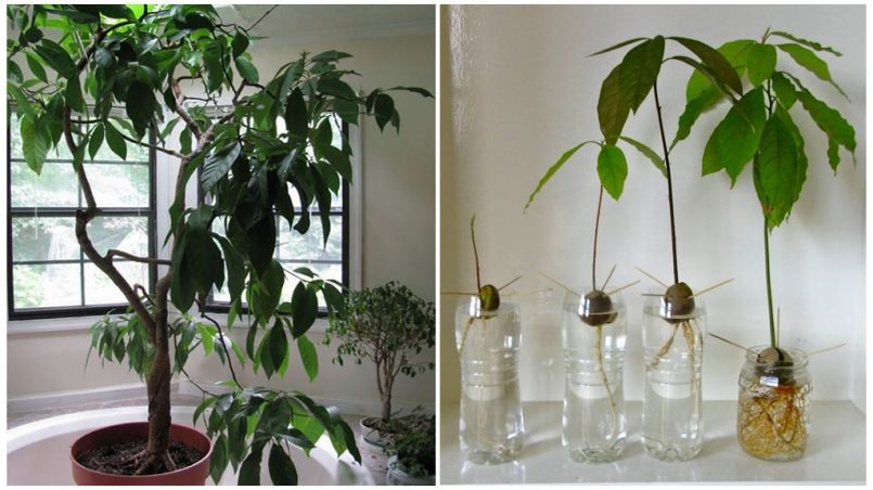 Оптимальные условия для роста авокадо дома