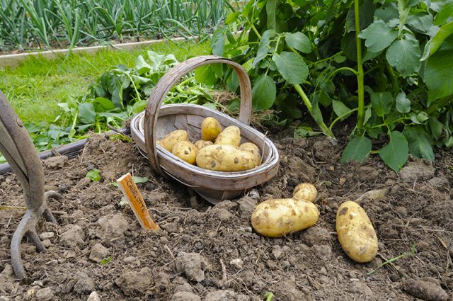 Основные проблемы при выращивании картофеля