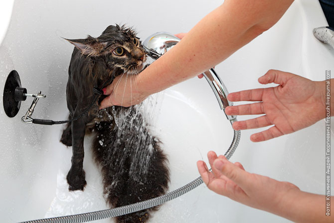 Особенности очистки длинношерстных кошек