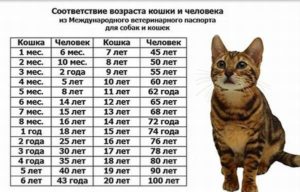 Перевод возраста кошки на язык человека