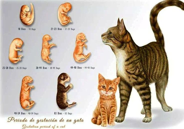 Периоды беременности у кошек: календарь и характеристики