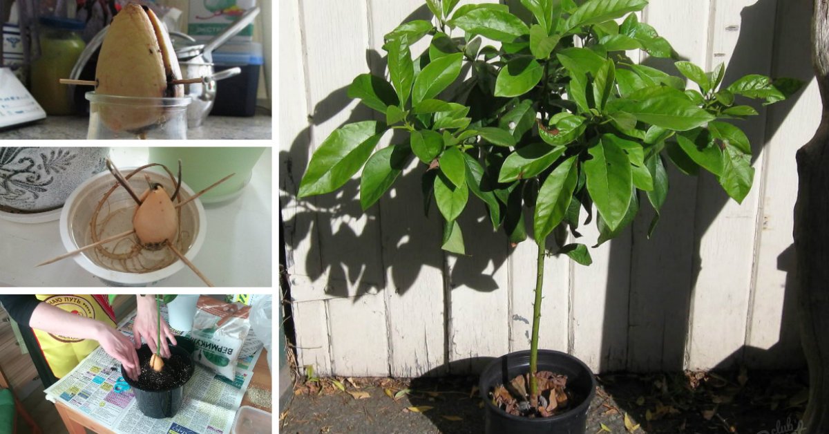Полив и удобрение авокадо в домашних условиях