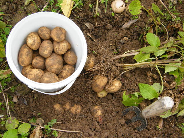 Посадка картофеля на даче: вручную и без проблем