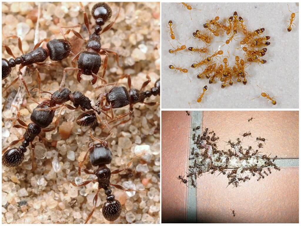 Причина появления муравьев в доме
