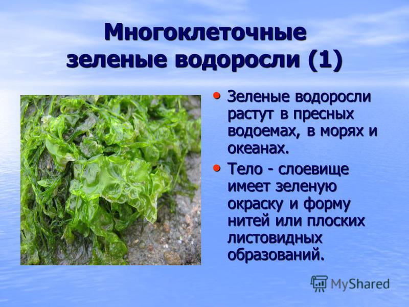 Причины появления зеленых водорослей