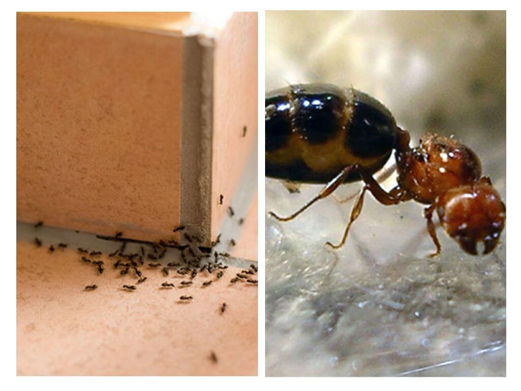 Различия видов муравьев и их места обитания