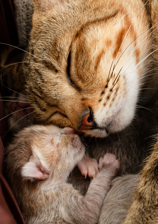 Сны беременной: маленькие котята и их значение