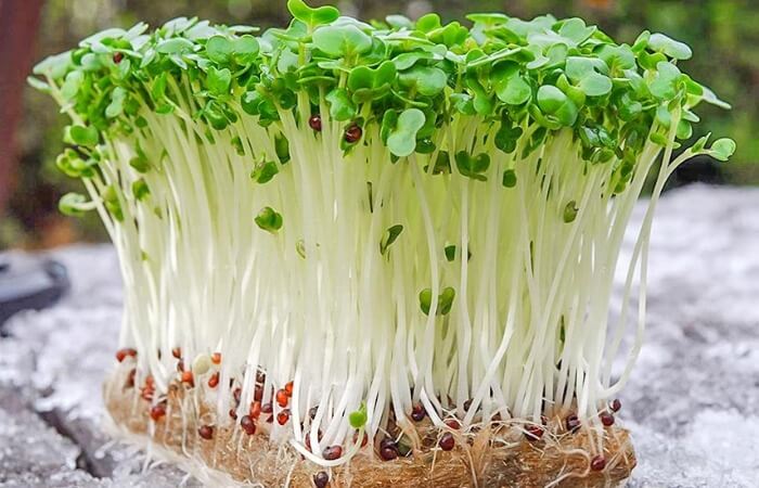 Спаржевая микрозелень - богатый источник витаминов