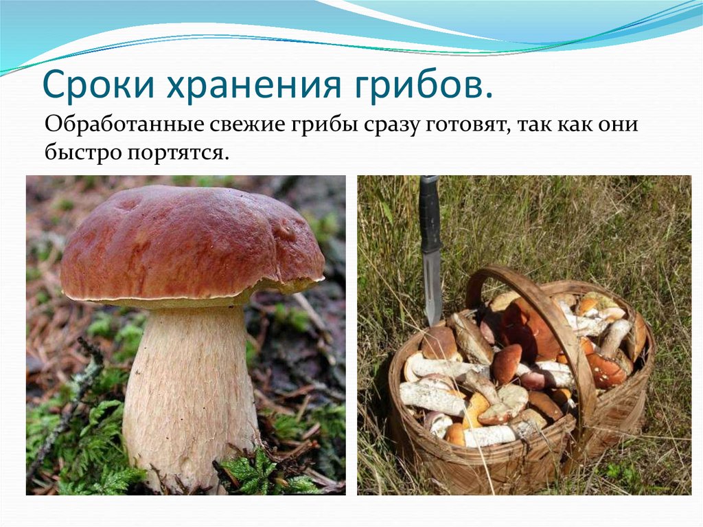 Срок хранения вареных грибов в холодильнике: все, что нужно знать