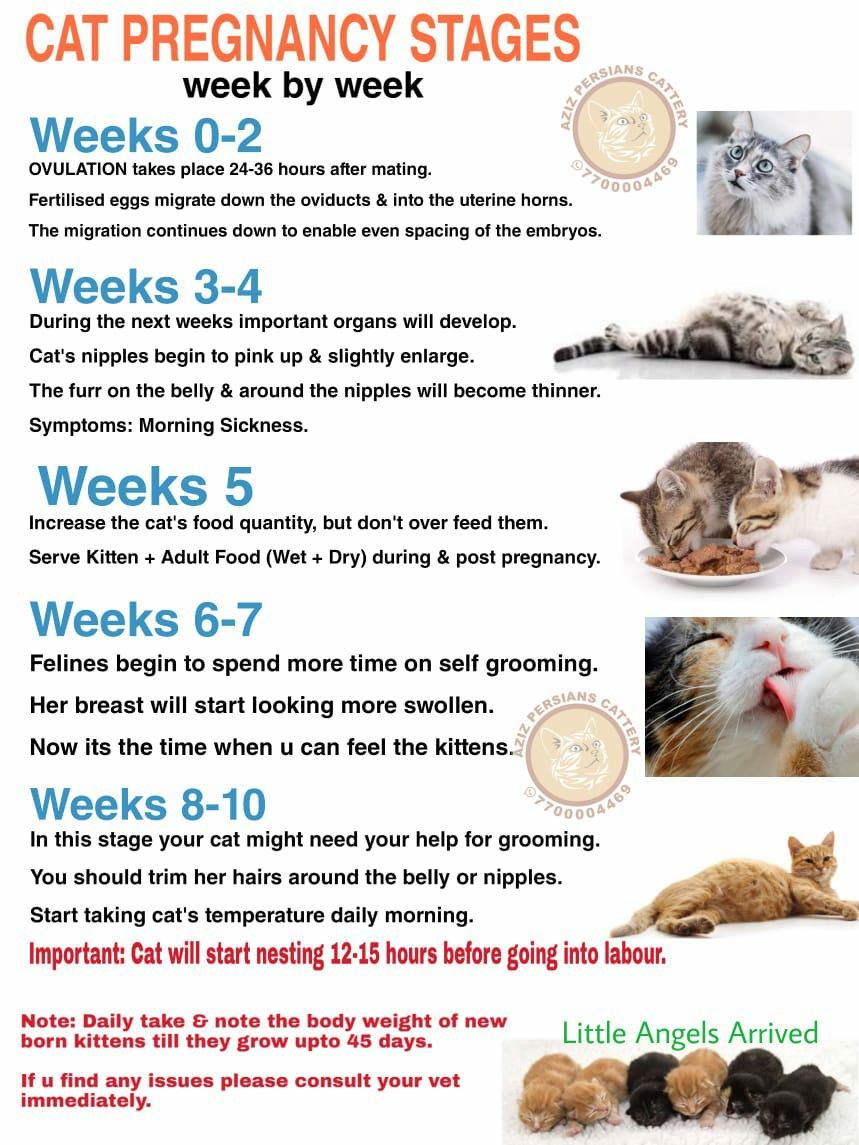 Сроки беременности кошек и причины отклонений