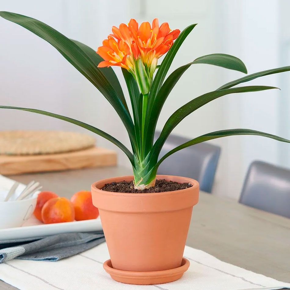 Цветение кливии в домашних условиях: как, когда и что делать