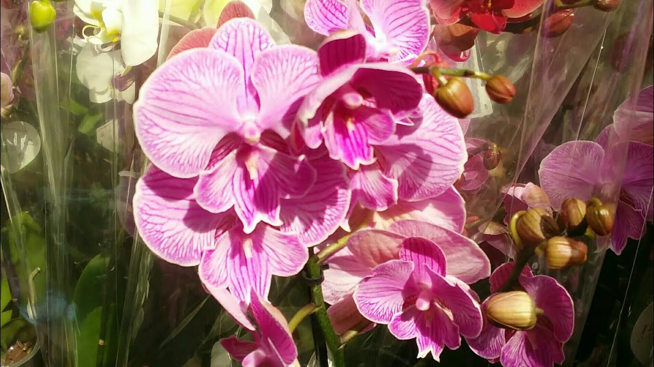 Уютные орхидеи и другие растения в обзорах на Ютубе