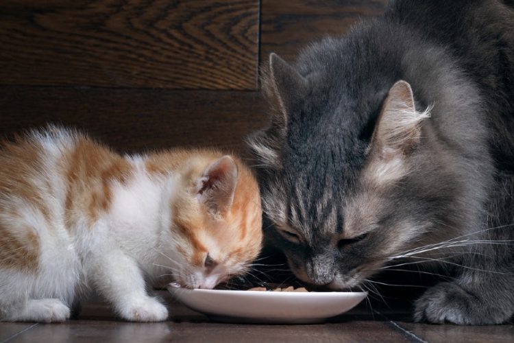 Влияние взрослого корма на здоровье котенка