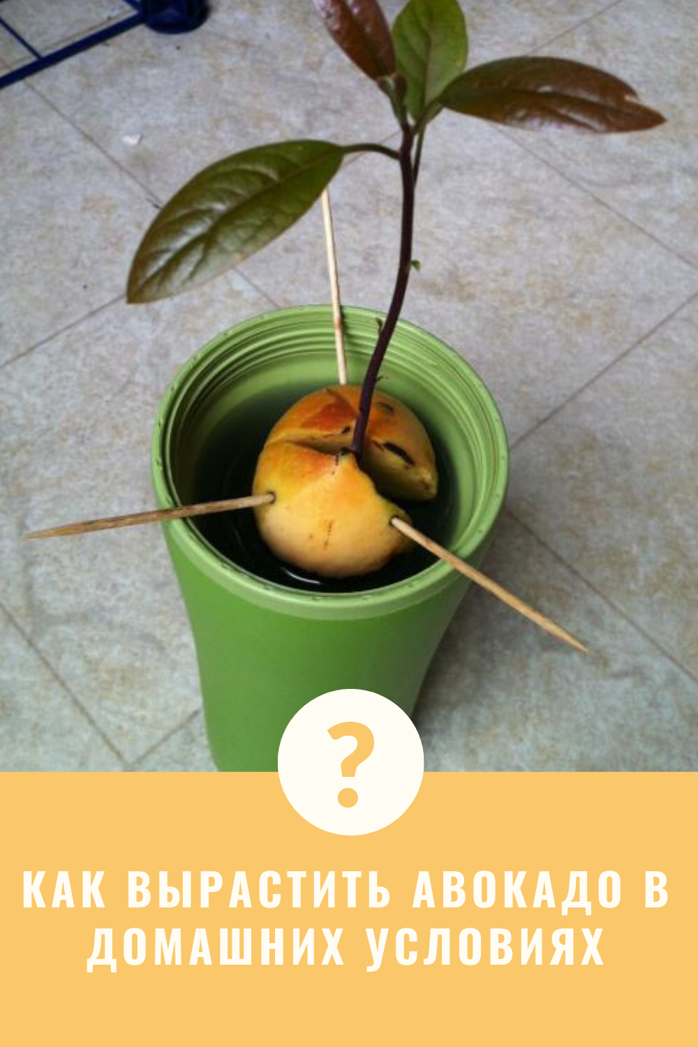 Выбор и подготовка семян авокадо для посадки