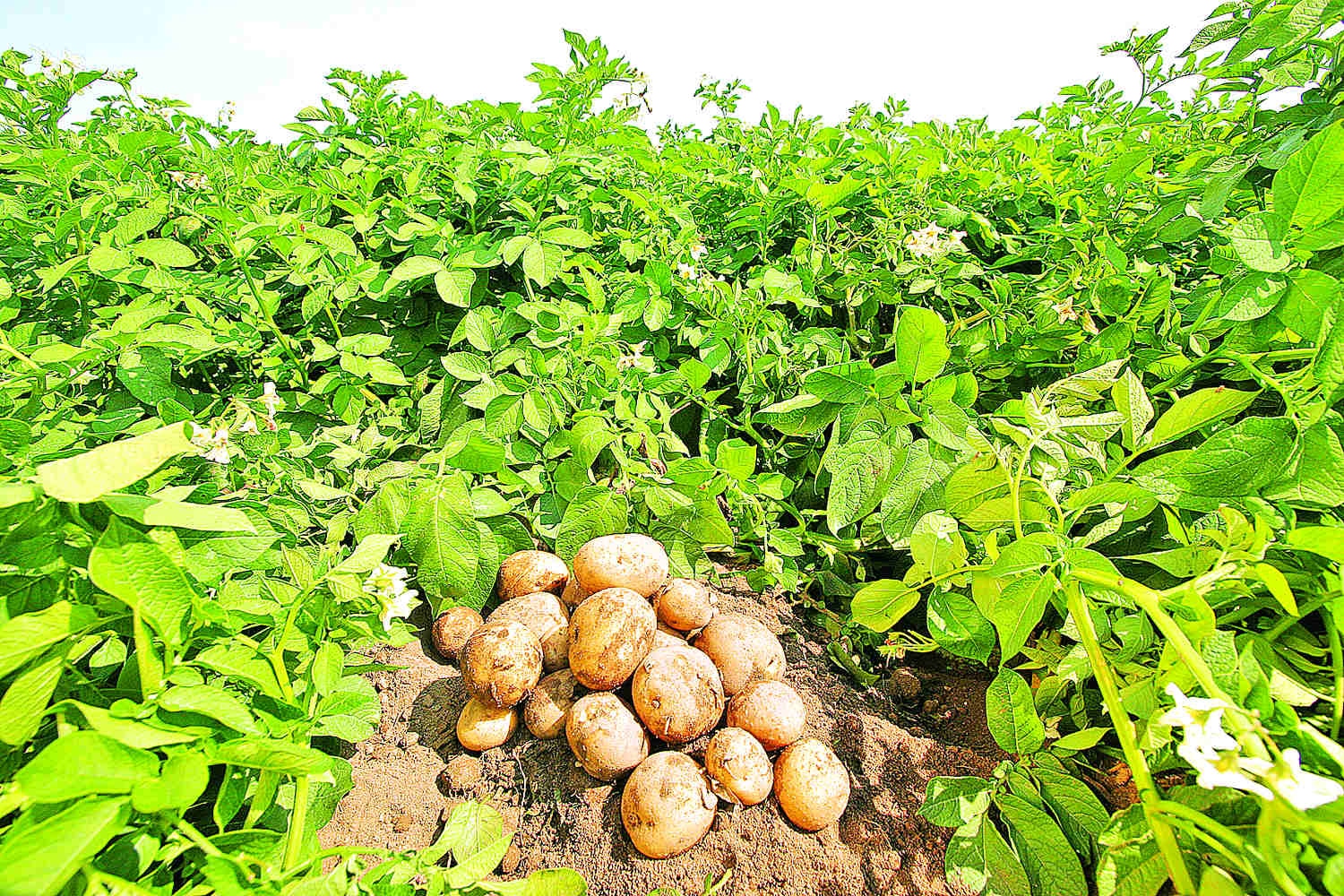 Выбор места для посадки картофеля