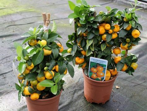 Выбор семян апельсина