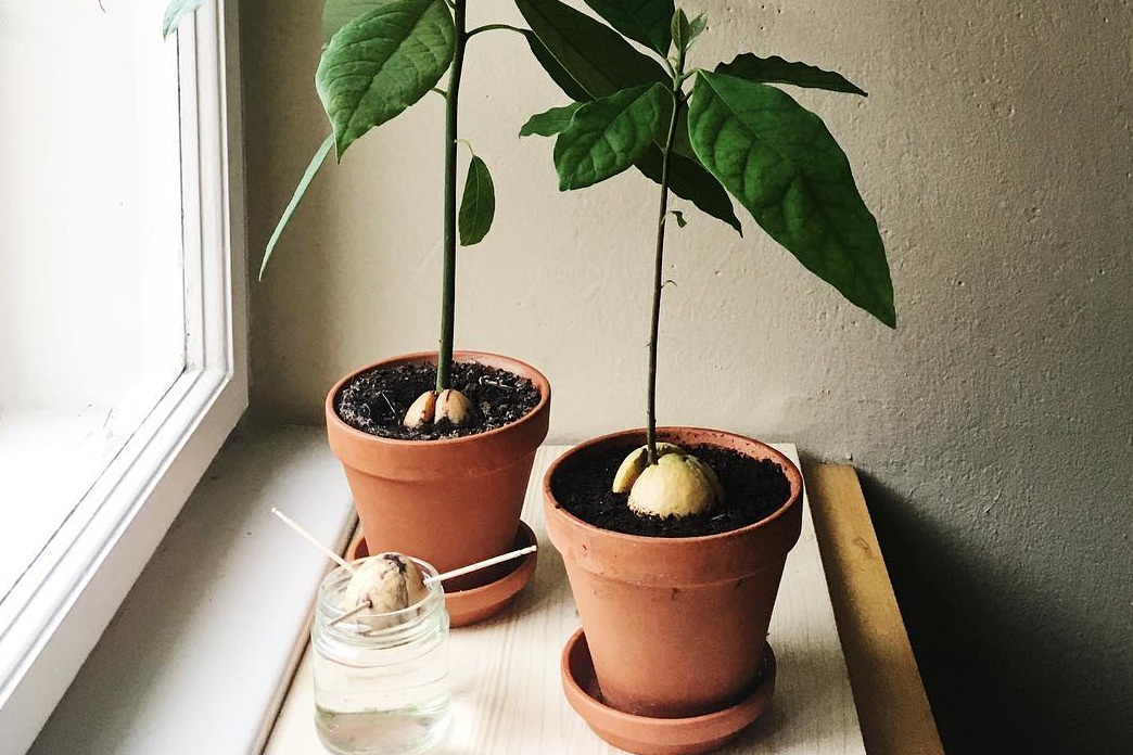 Выращивание и уход за авокадо в домашних условиях